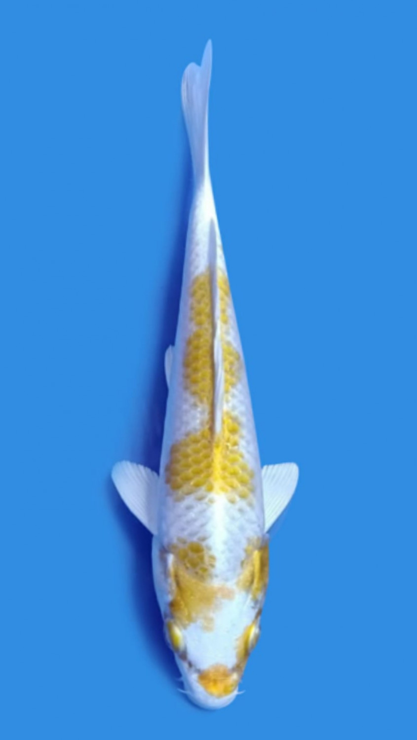 Juara 3