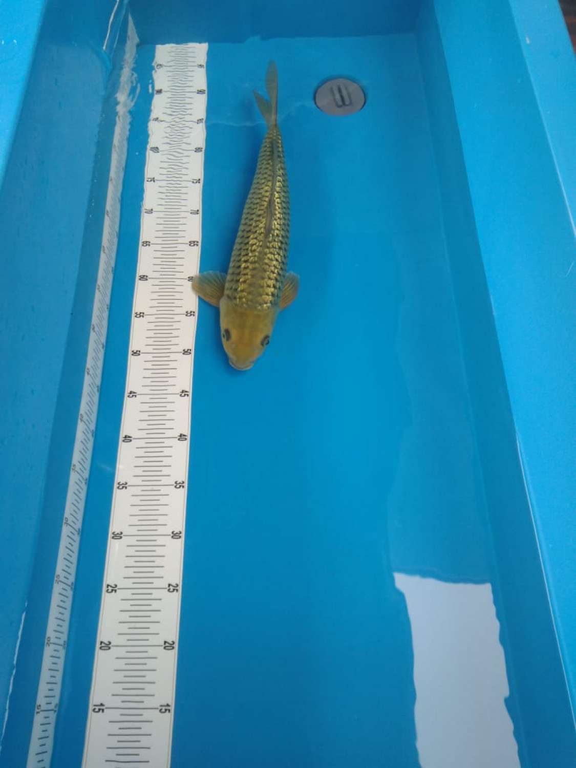 Juara 1