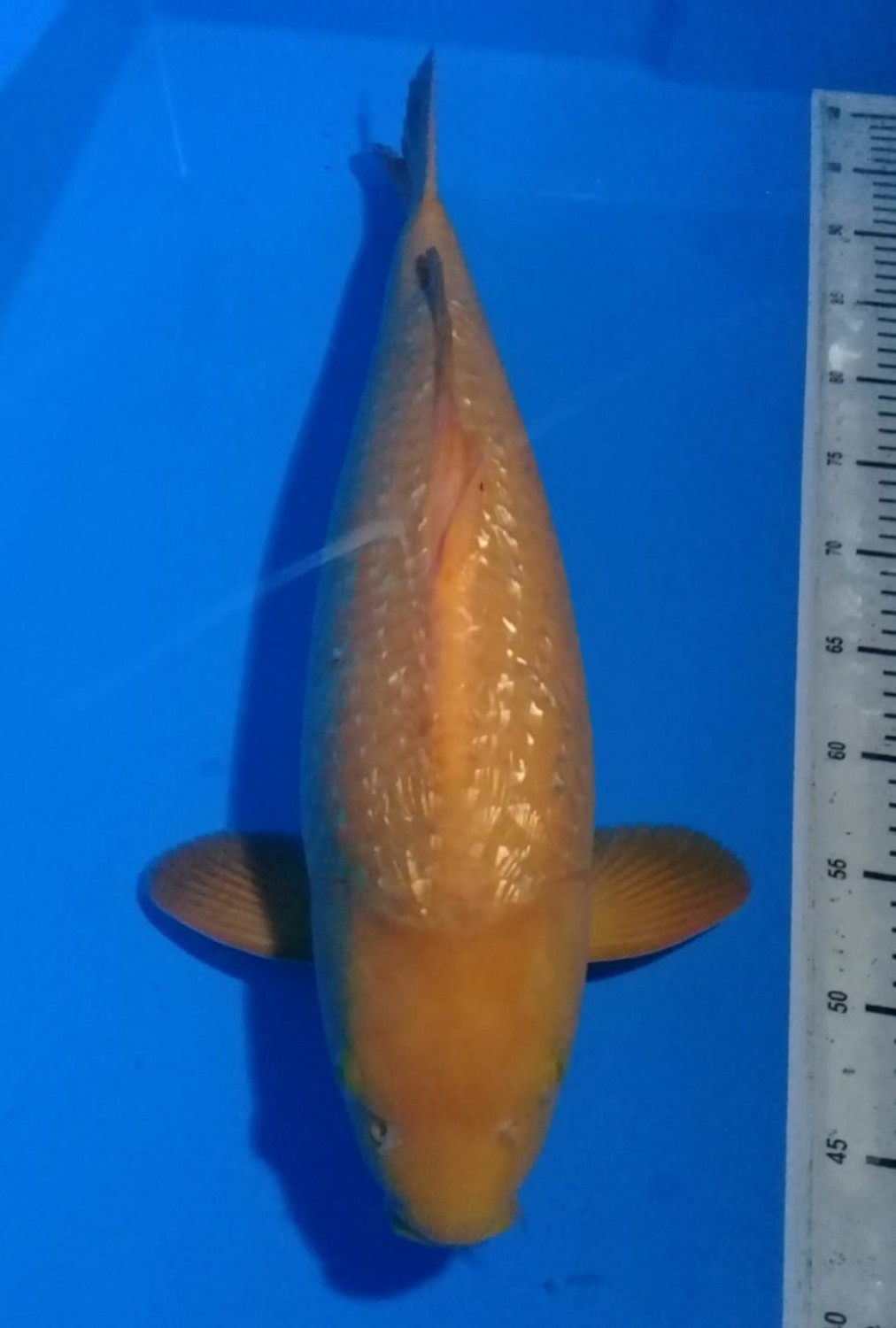 Juara 4