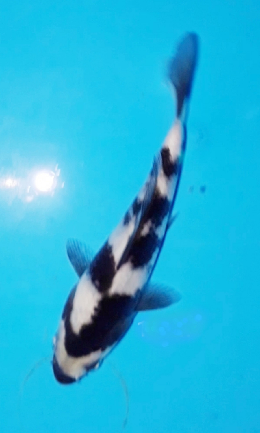 Juara 1