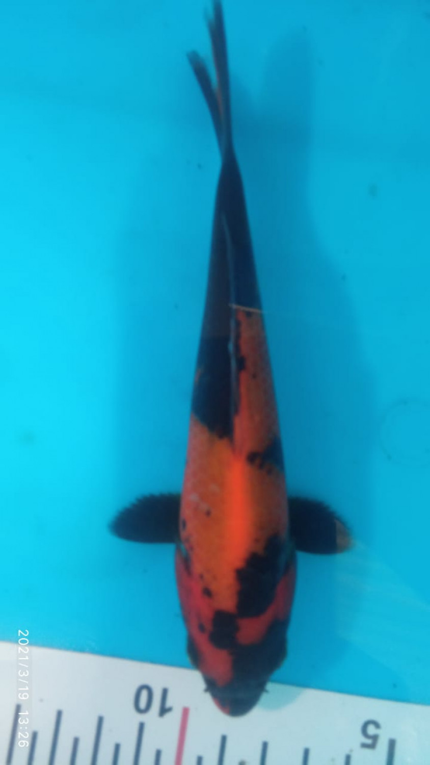 Juara 5