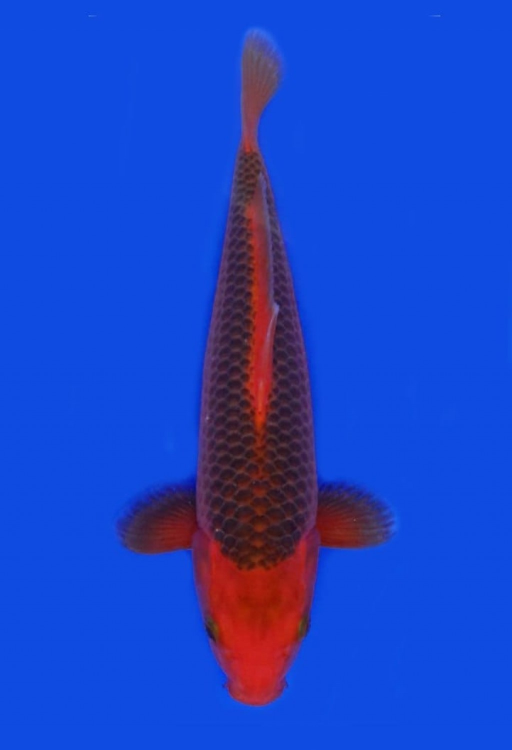 Juara 1