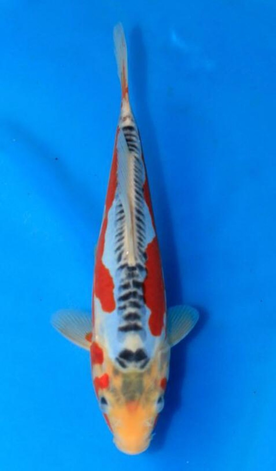 Best In Size D 21-25 Cm