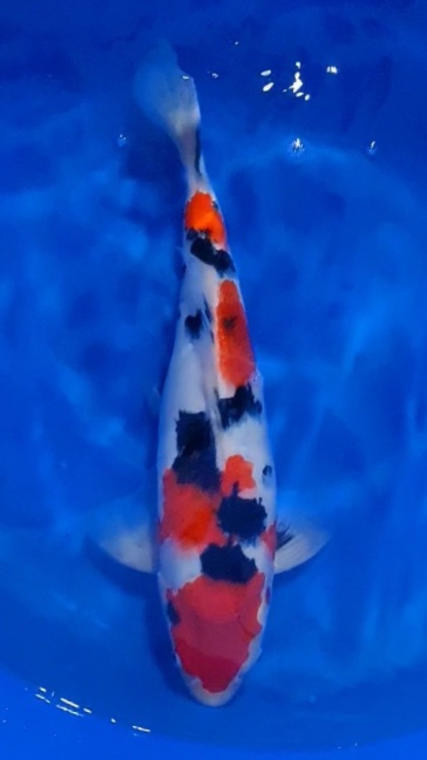 Juara 1