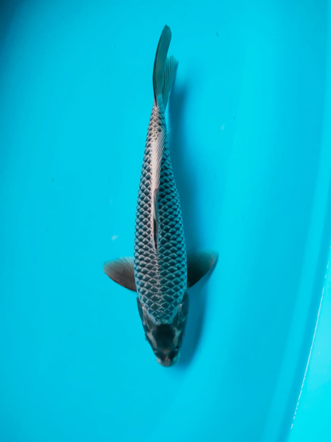 Juara 4