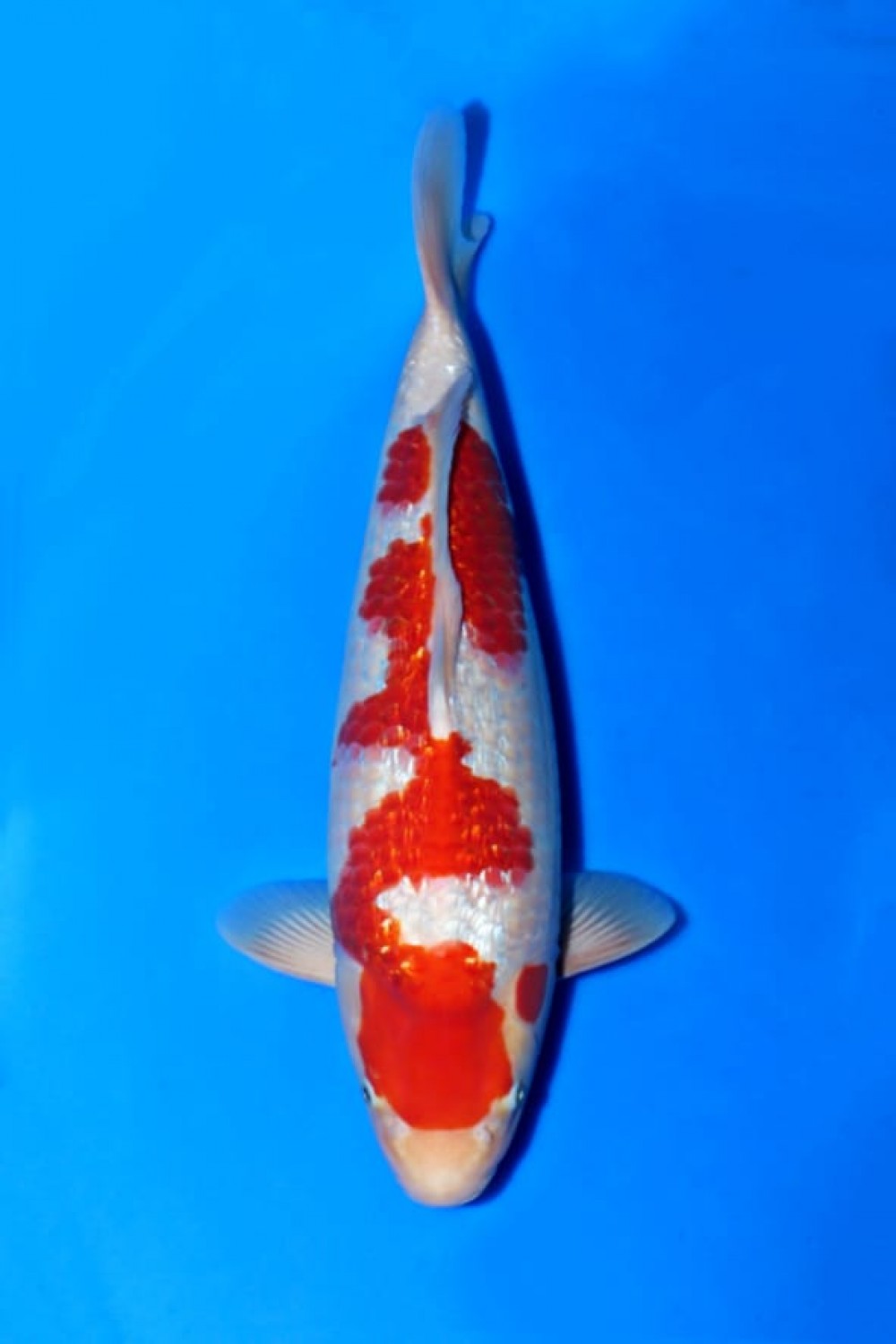 Best In Size B 56-60 Cm