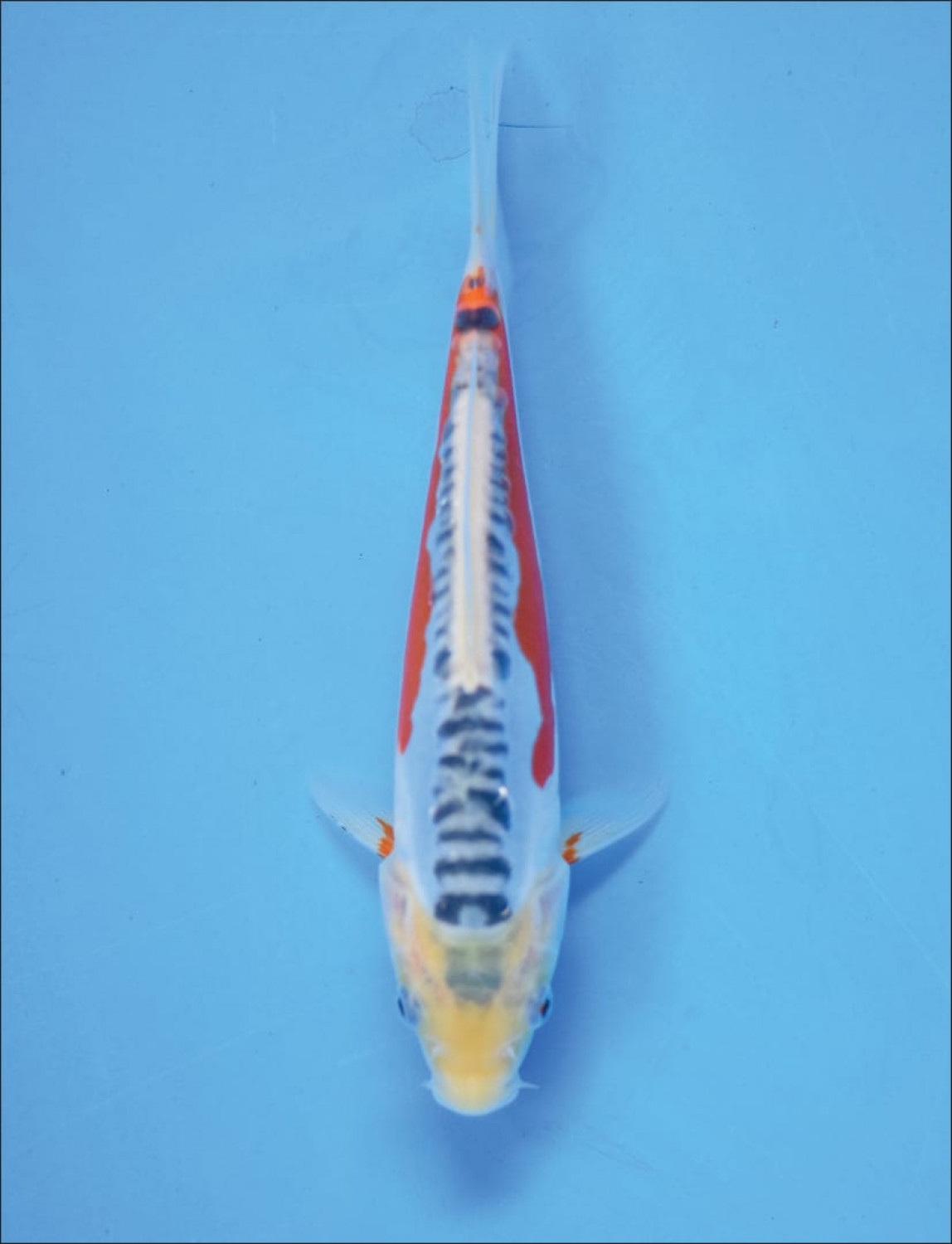 Juara 1