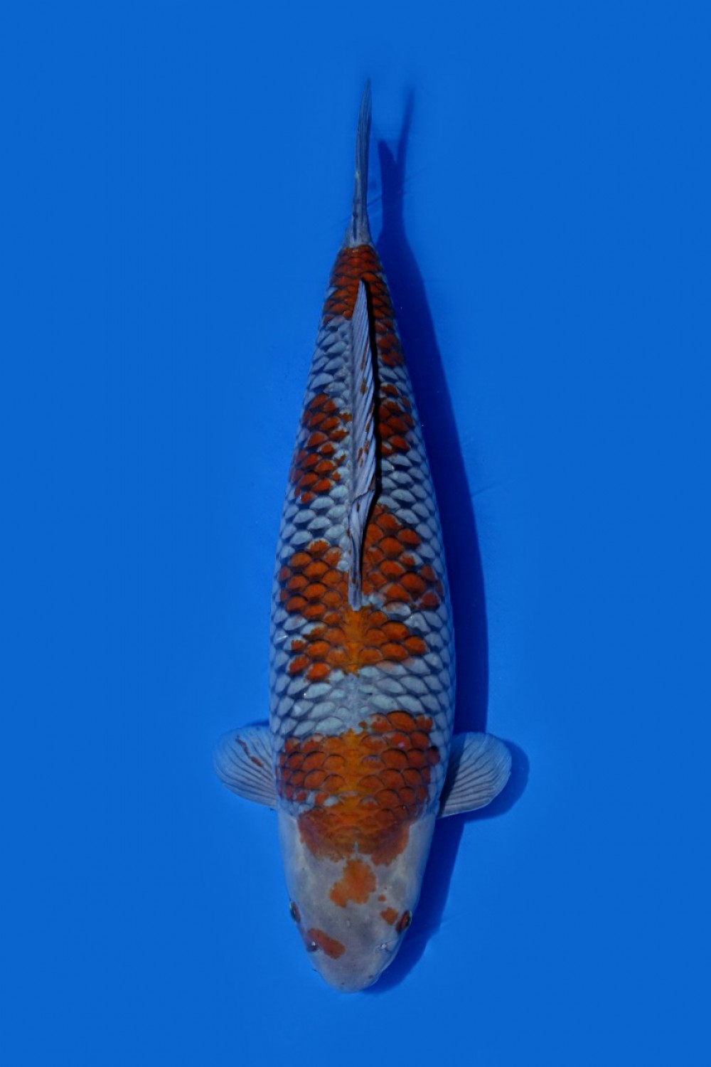 Juara 2