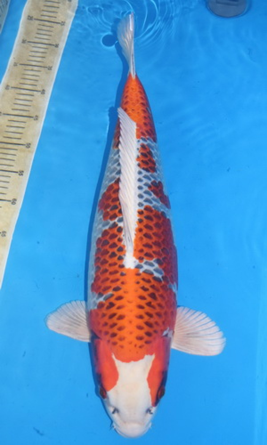 Adult Champion B