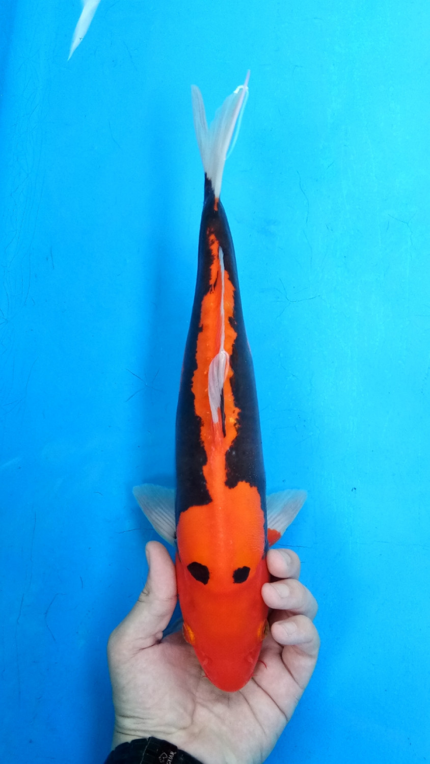 Juara 4