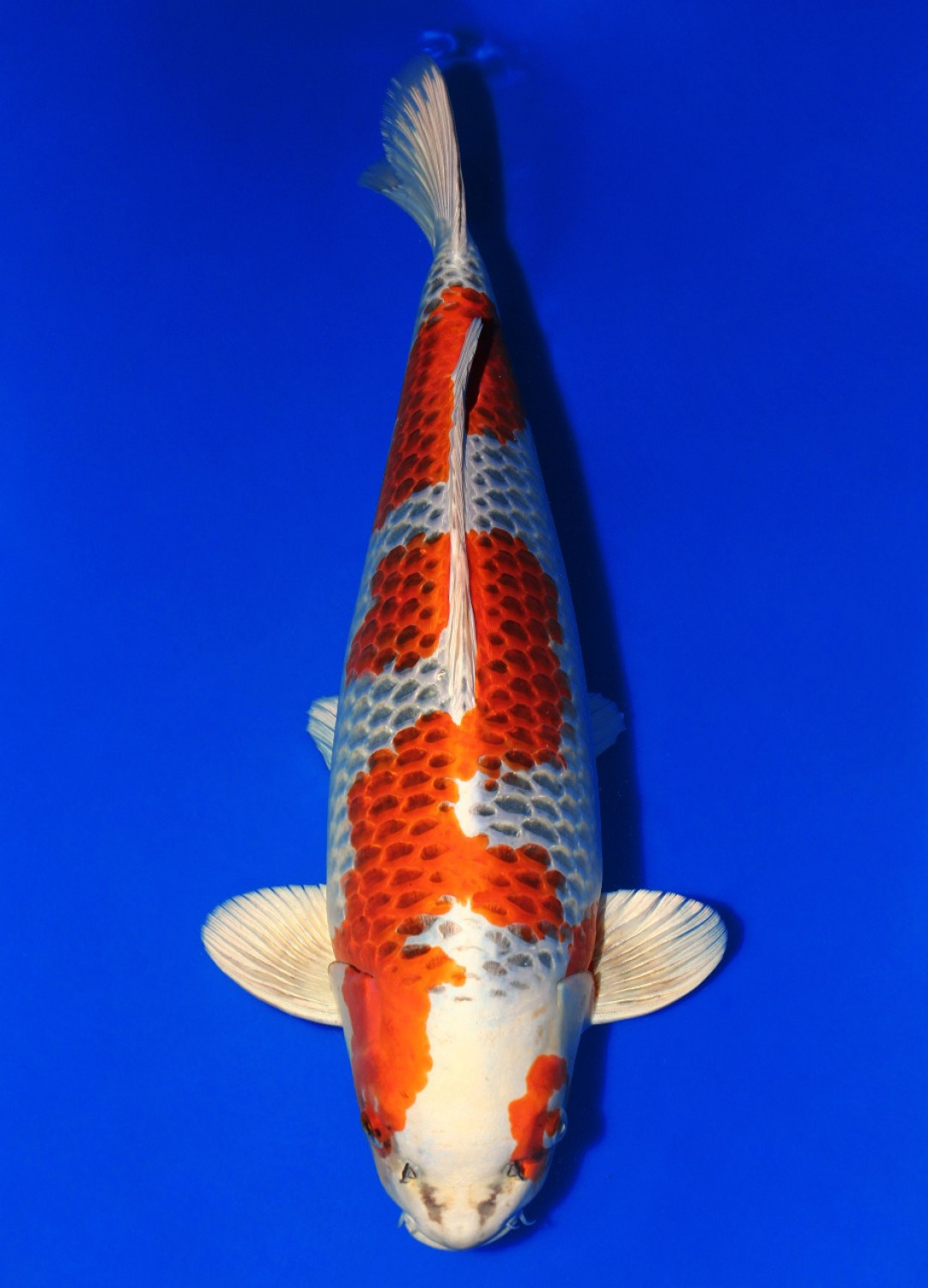Juara 1