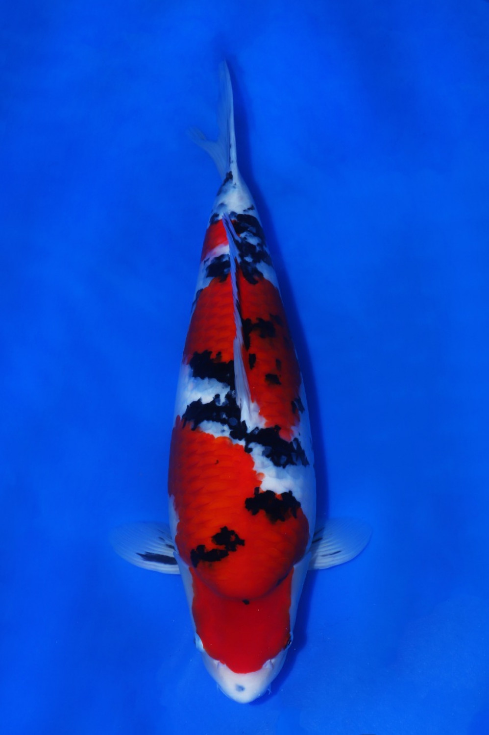 Juara 1