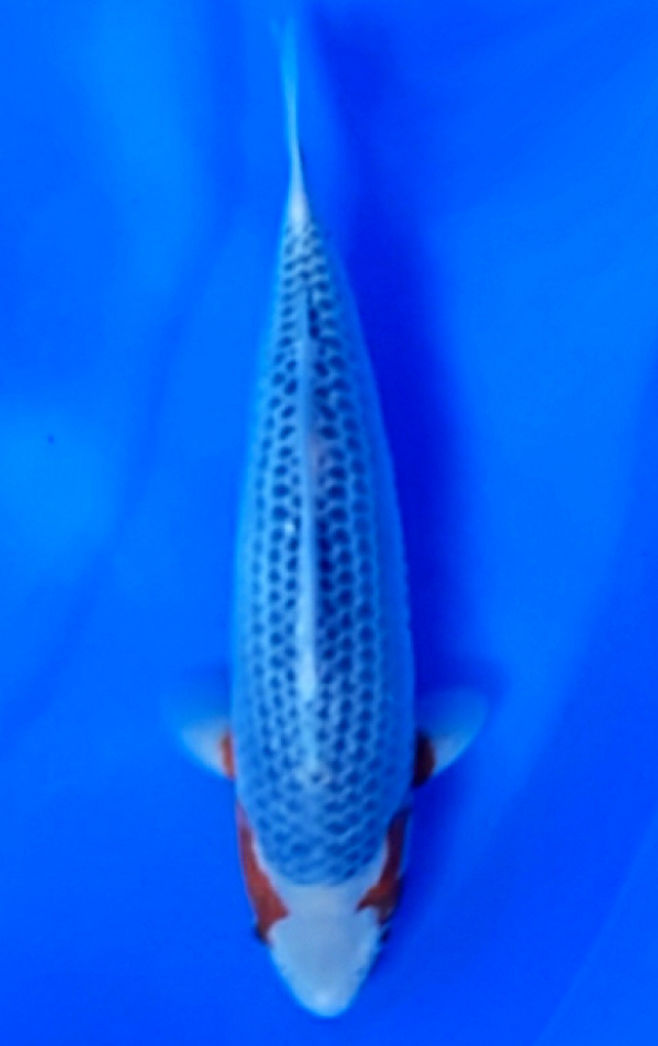 Juara 3