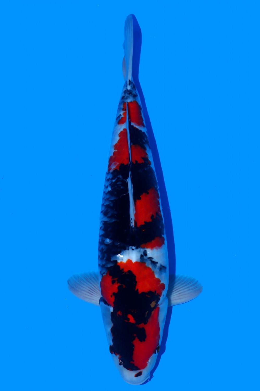 Juara 5