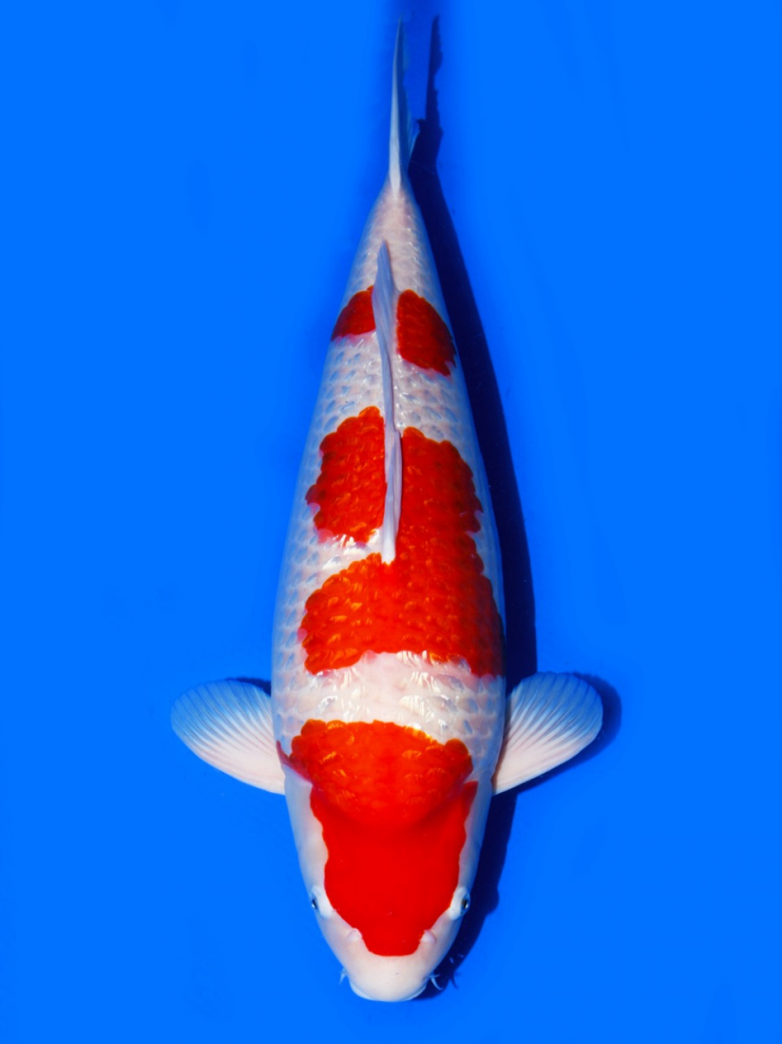 Juara 2