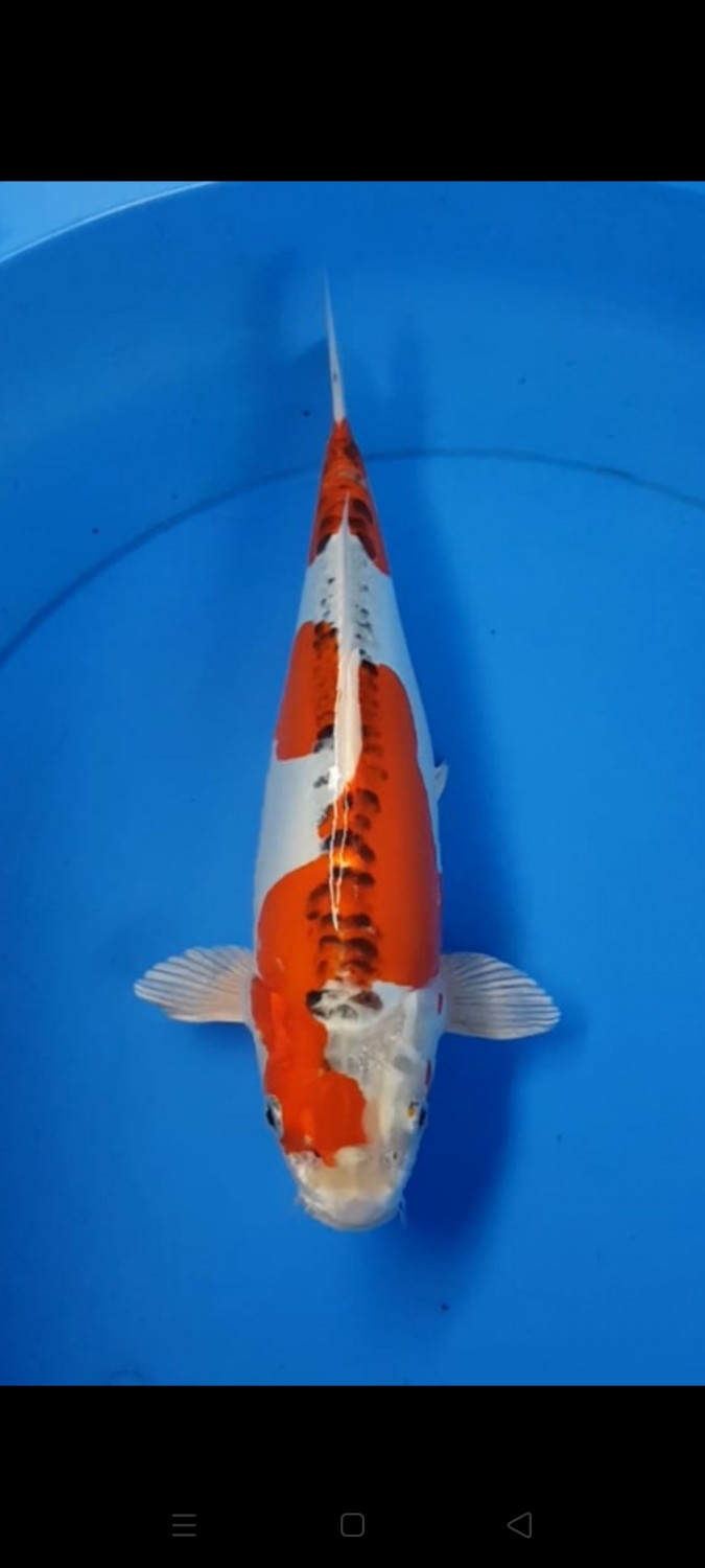 Juara 2