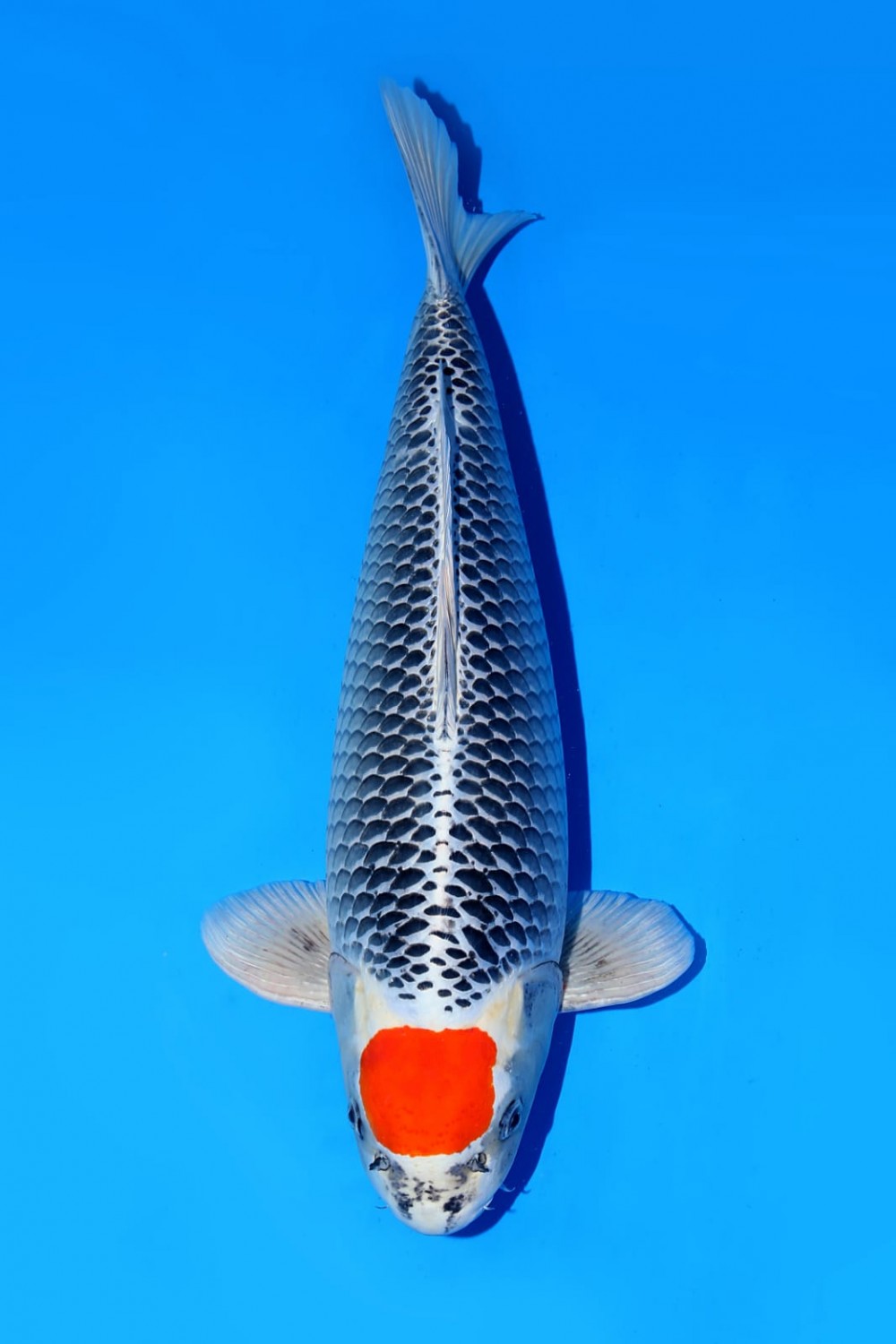 Juara 1