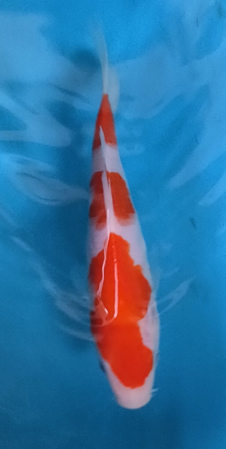 Juara 2