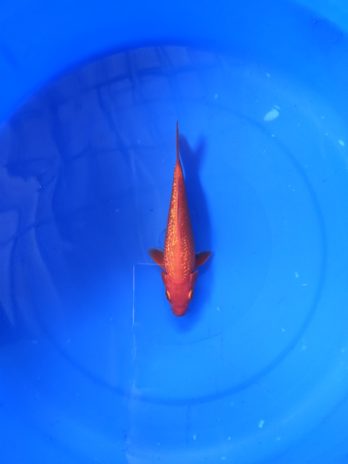 Best In Size E 13-15 Cm
