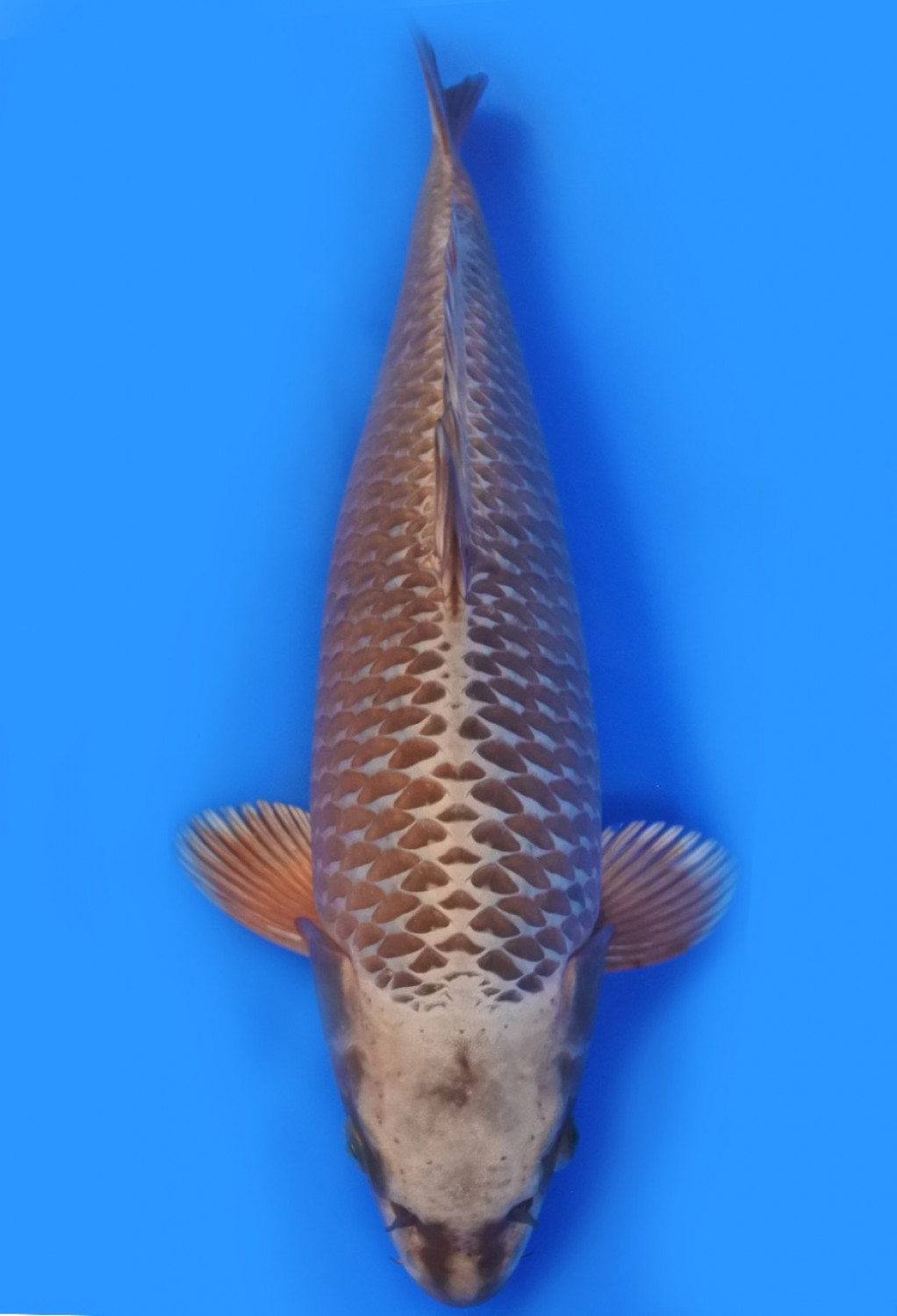 Juara 3