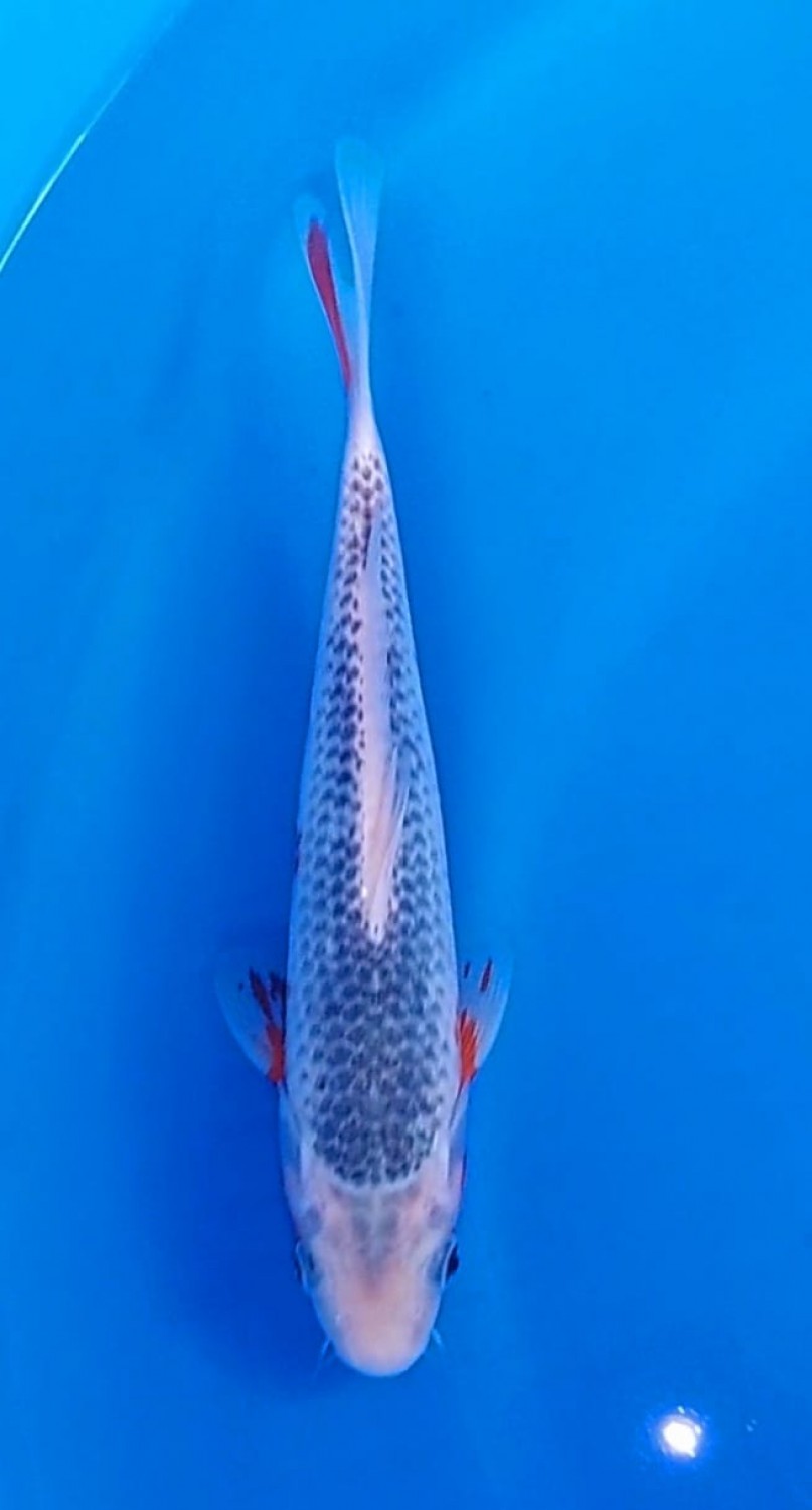 Juara 3