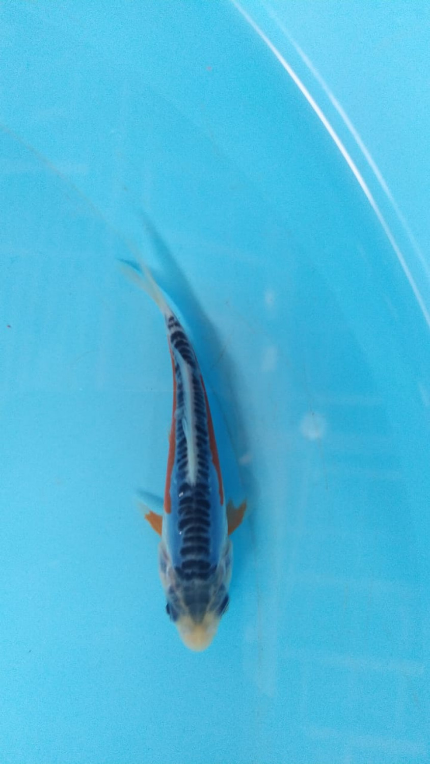 Juara 2