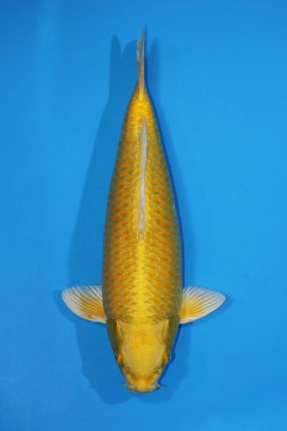 Best In Size E 41 - 45 cm