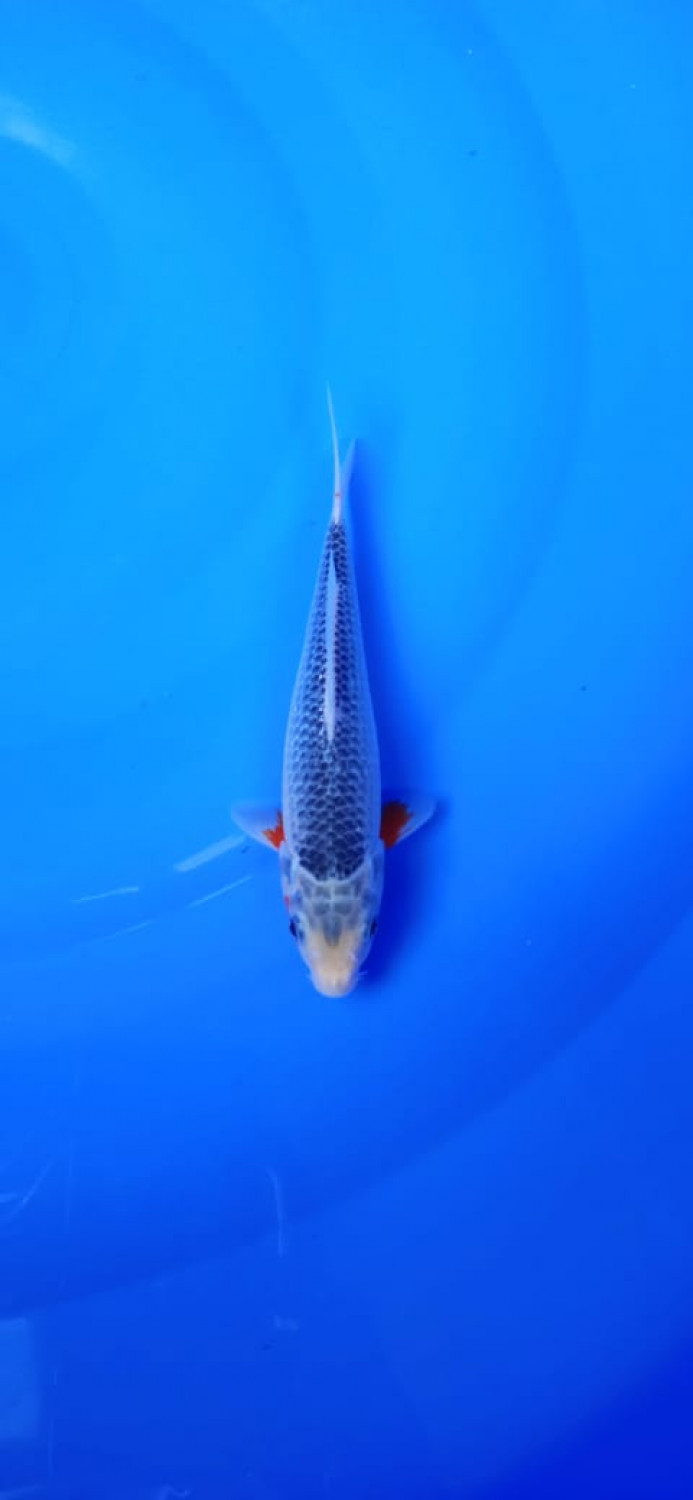 Juara 1