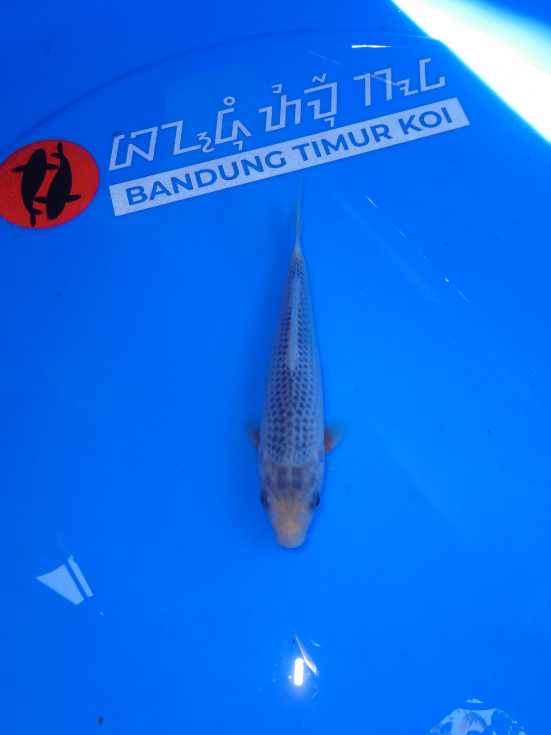 Juara 5