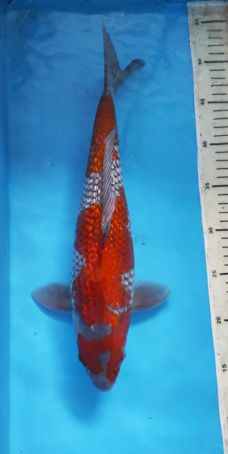 Juara 1
