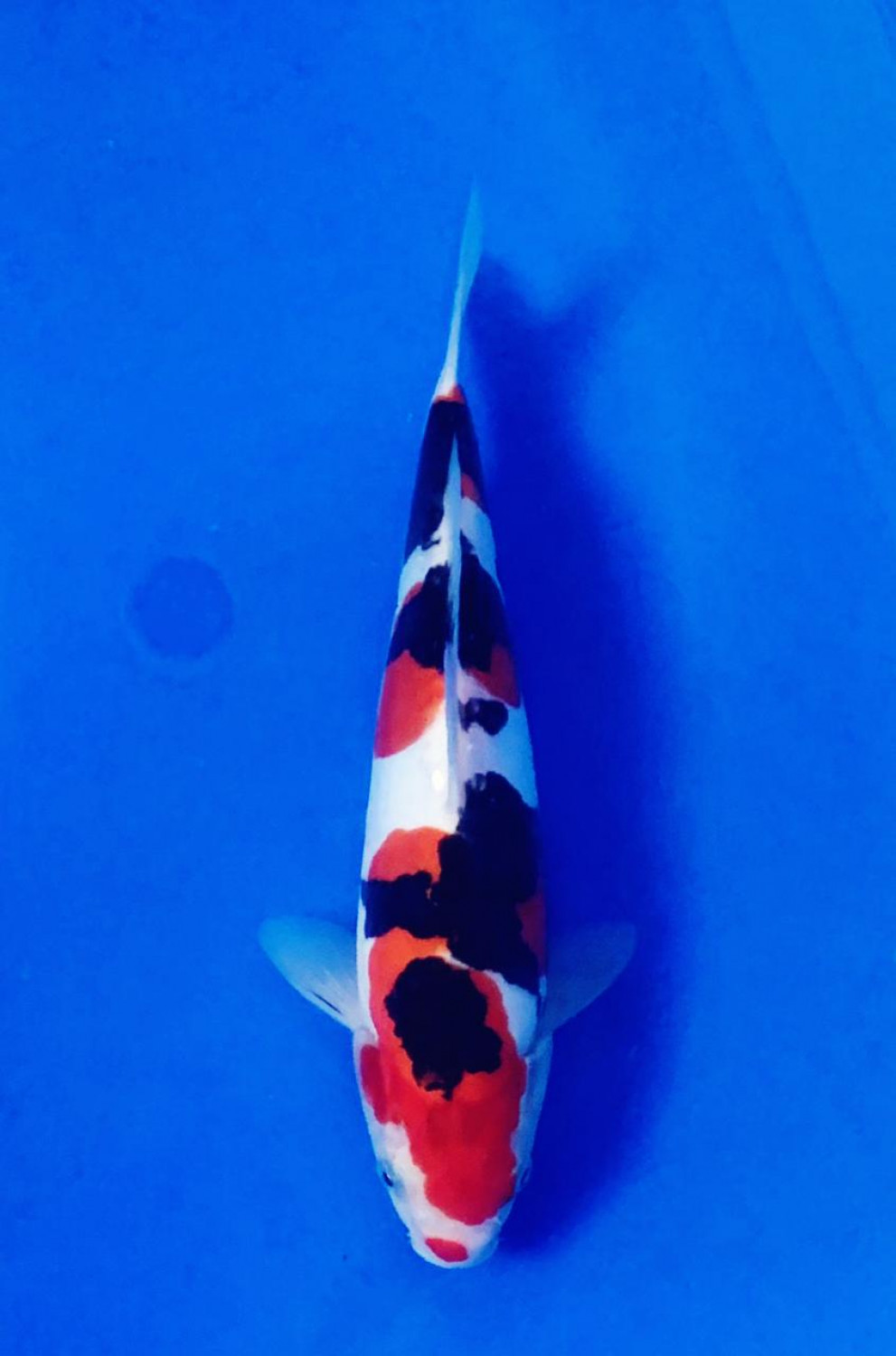 Juara 1