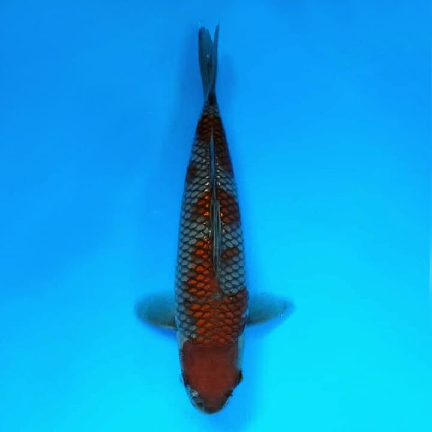 Juara 3