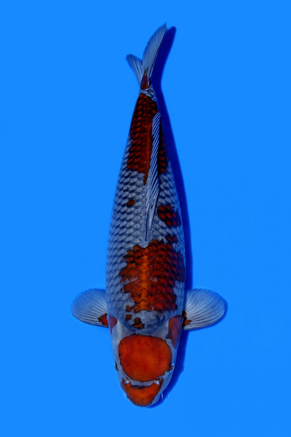 Juara 2