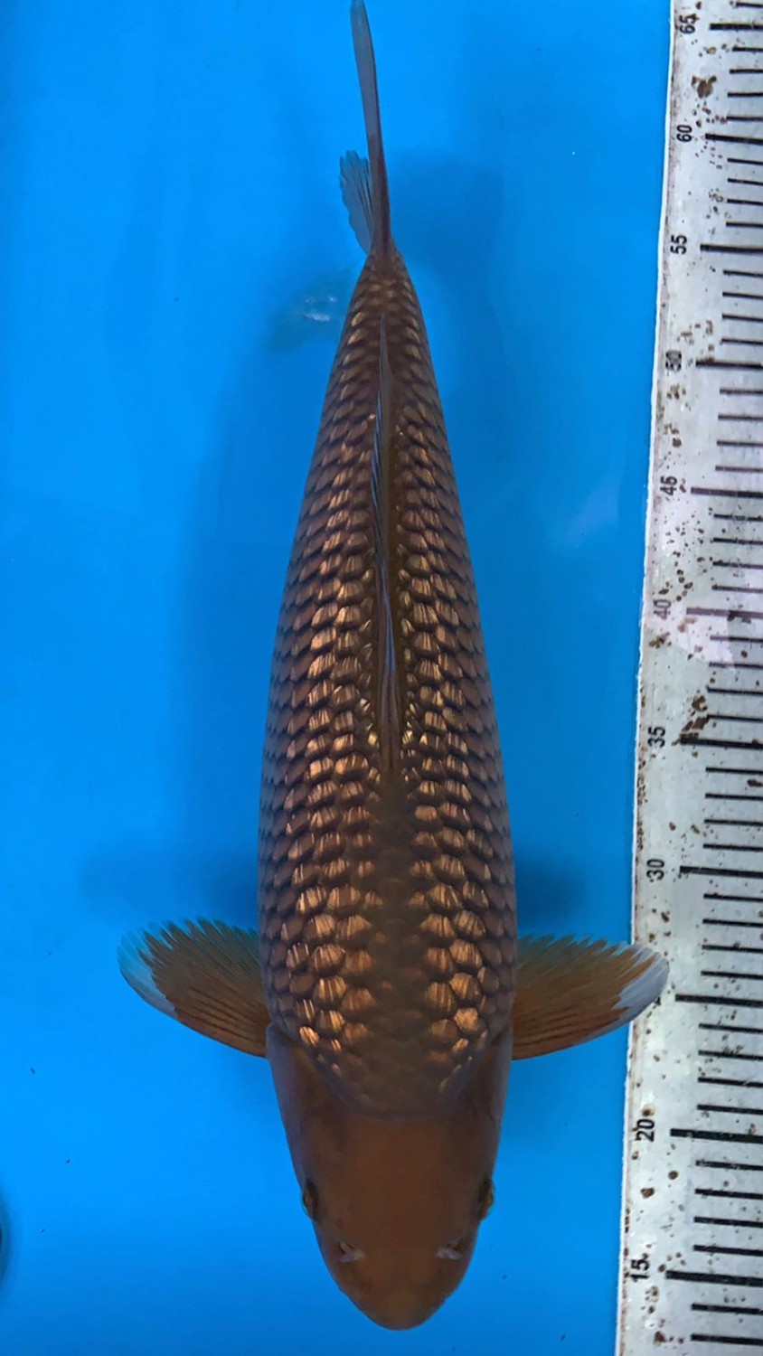 Juara 1