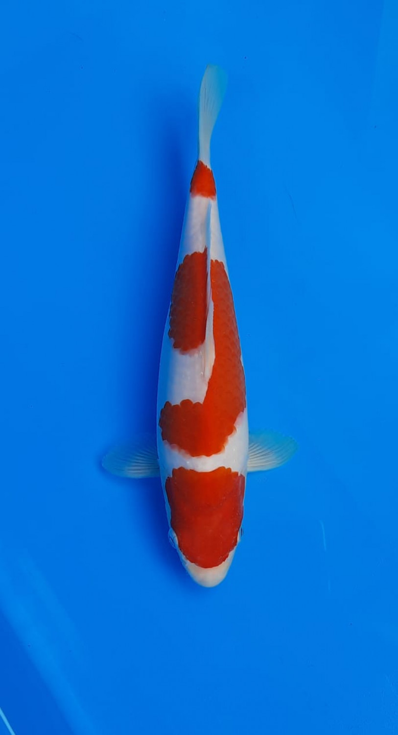 Juara 1