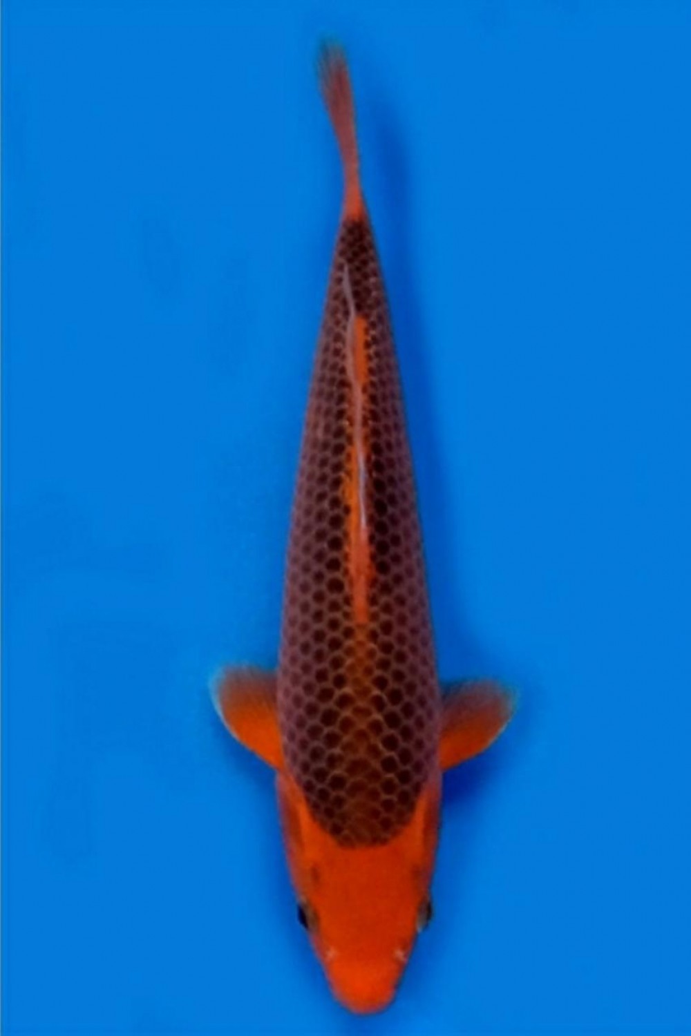 Juara 2