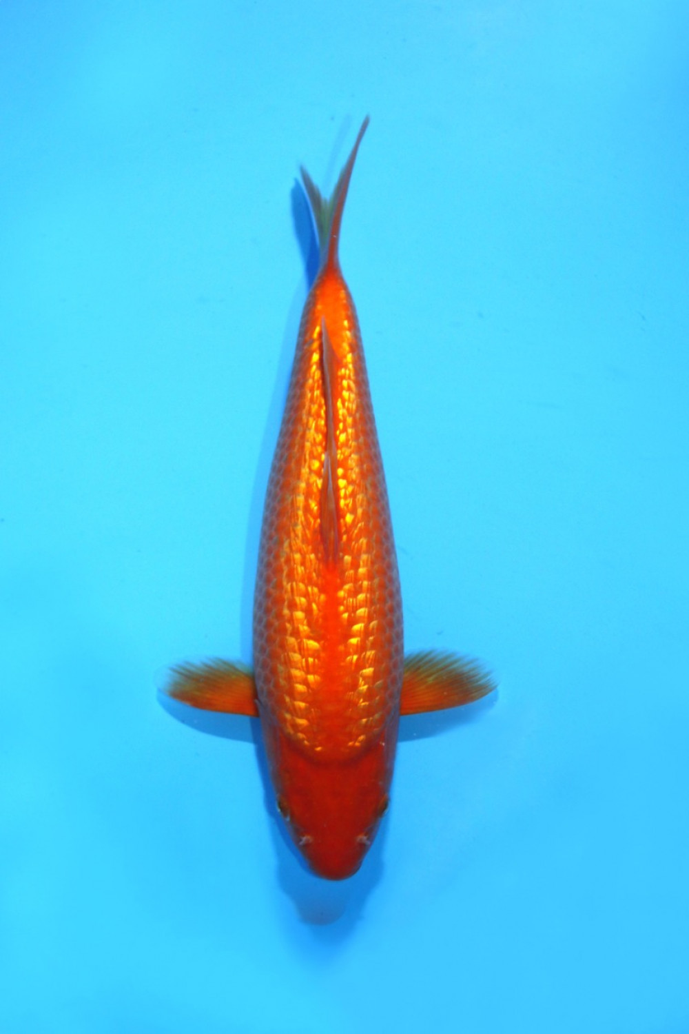 Juara 1