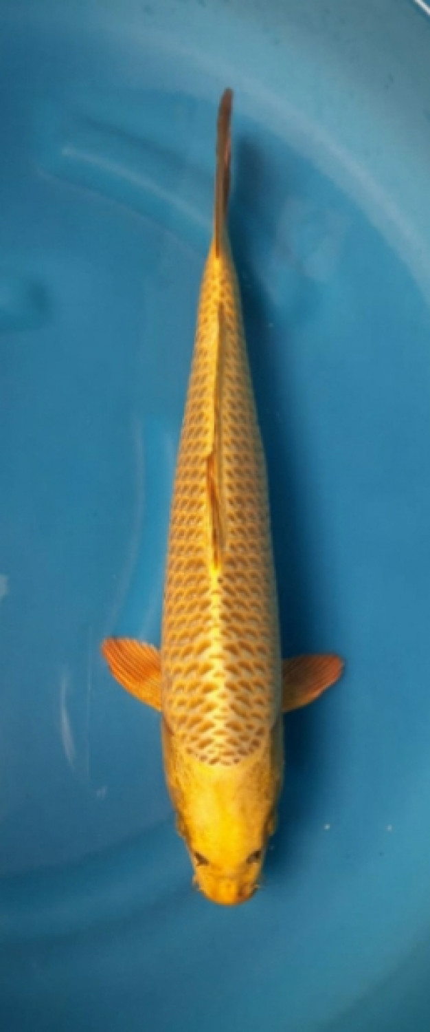 Juara 1