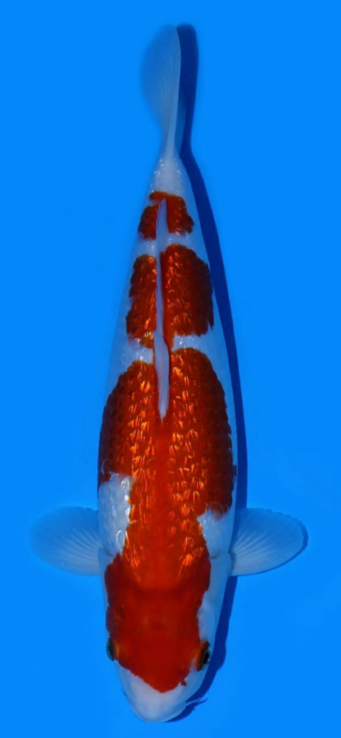 Juara 4