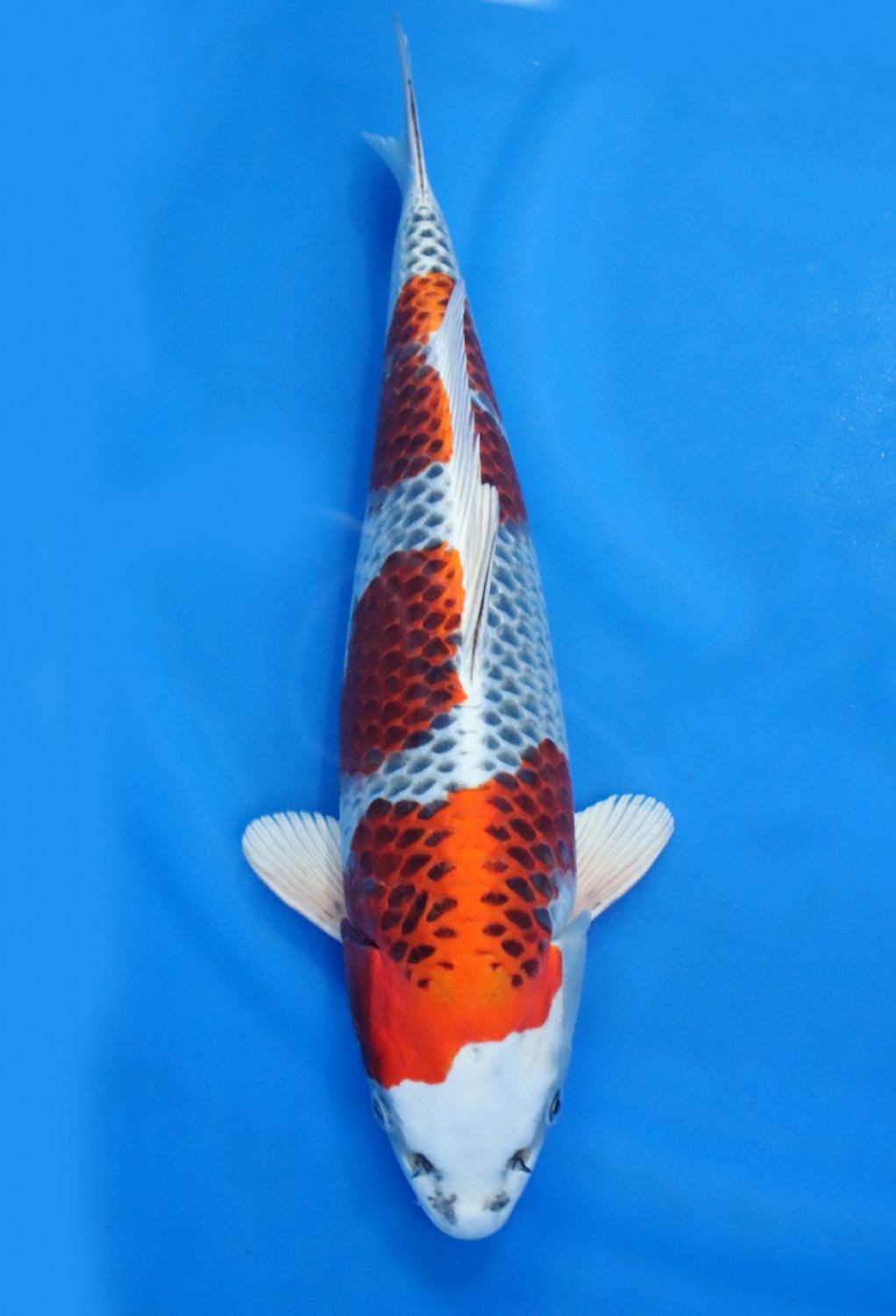 Best In Size B 36 - 40 cm