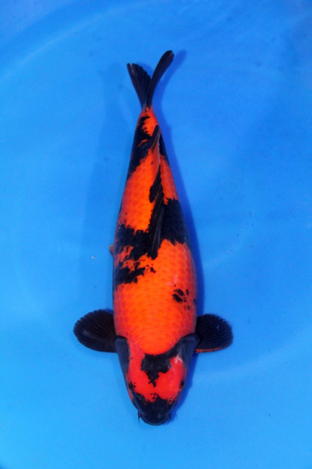Best In Size D 56 - 60 cm