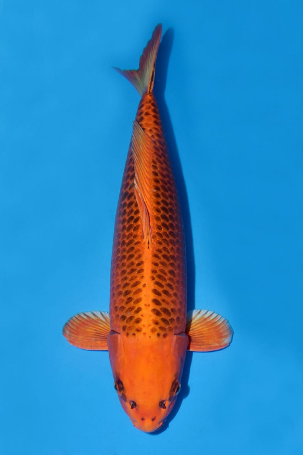 Juara 2