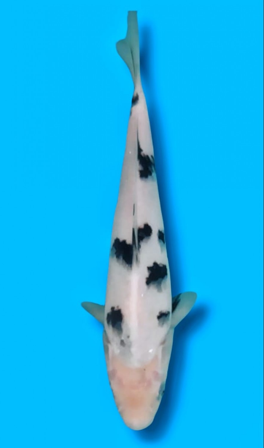 Juara 2