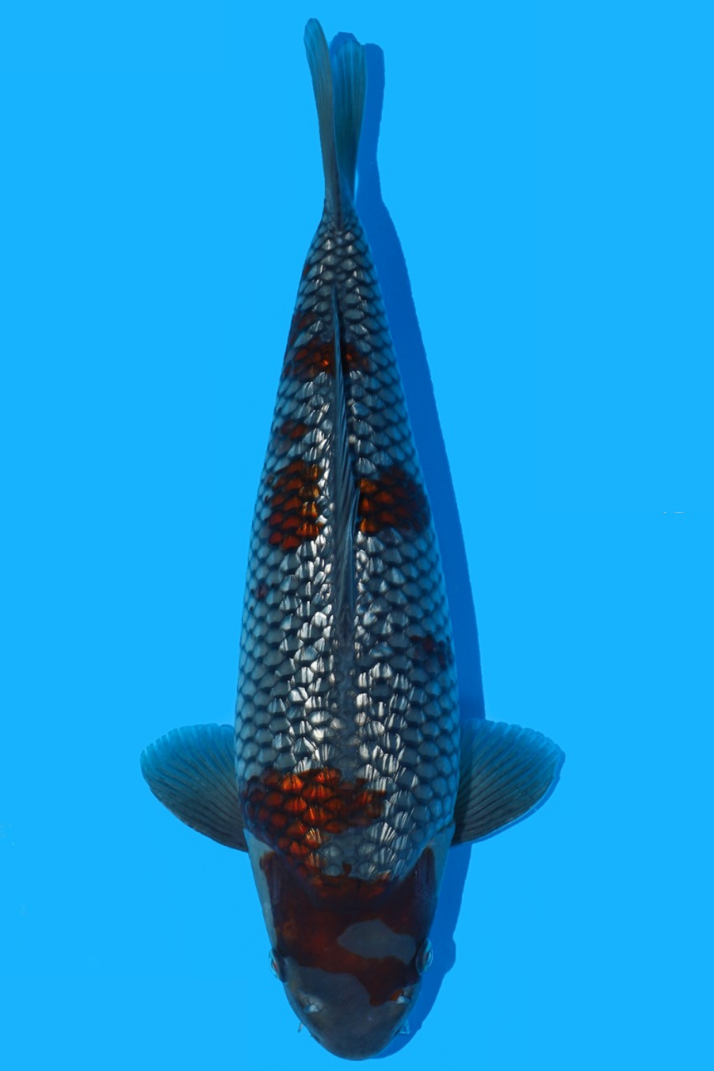 Juara 2