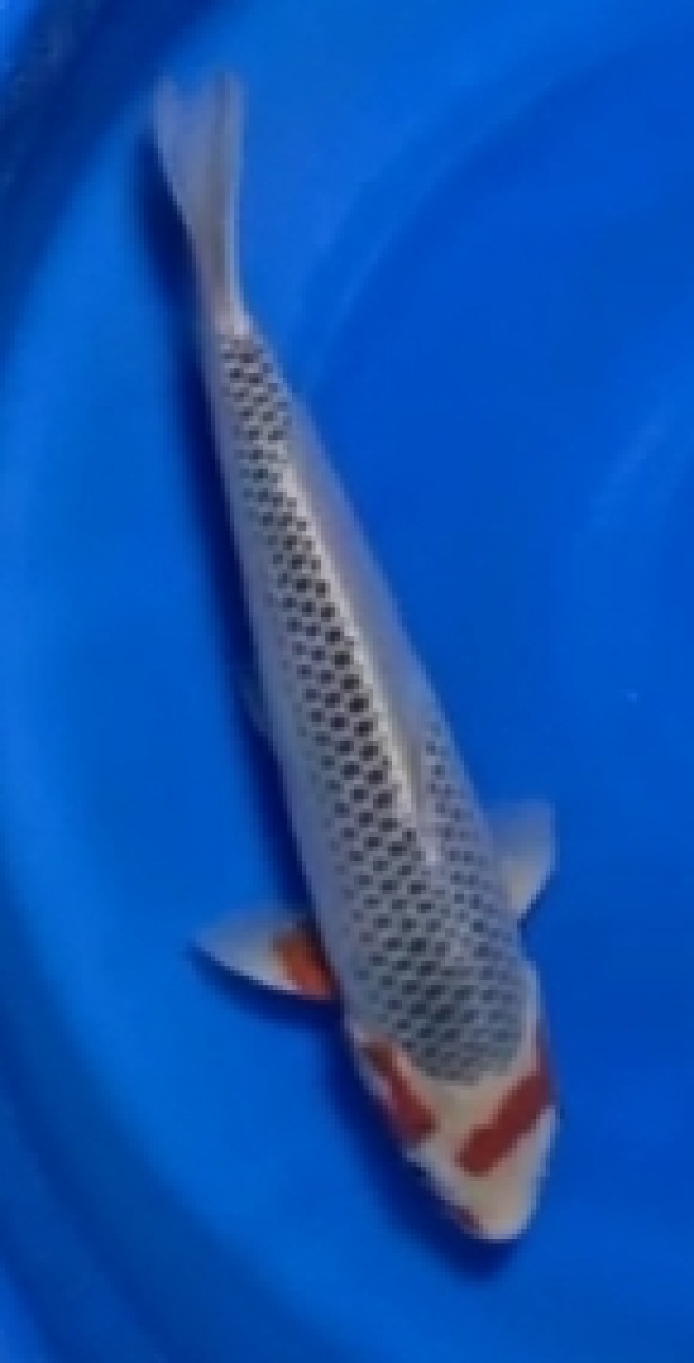 Juara 3