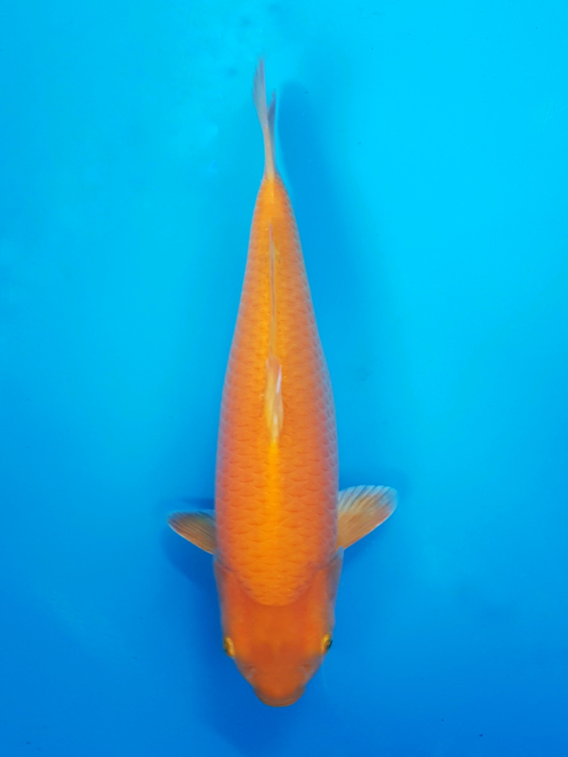Juara 1