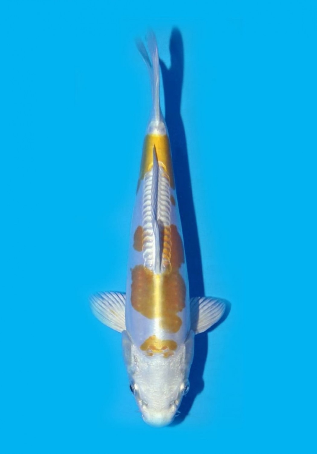 Juara 1