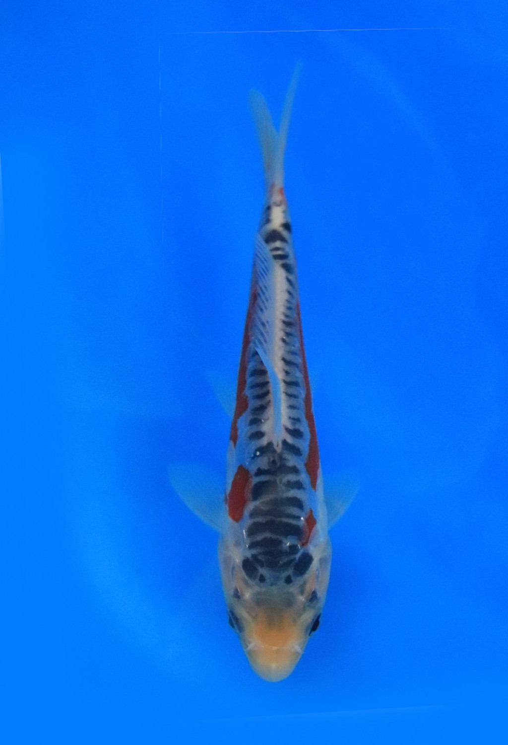 Juara 3
