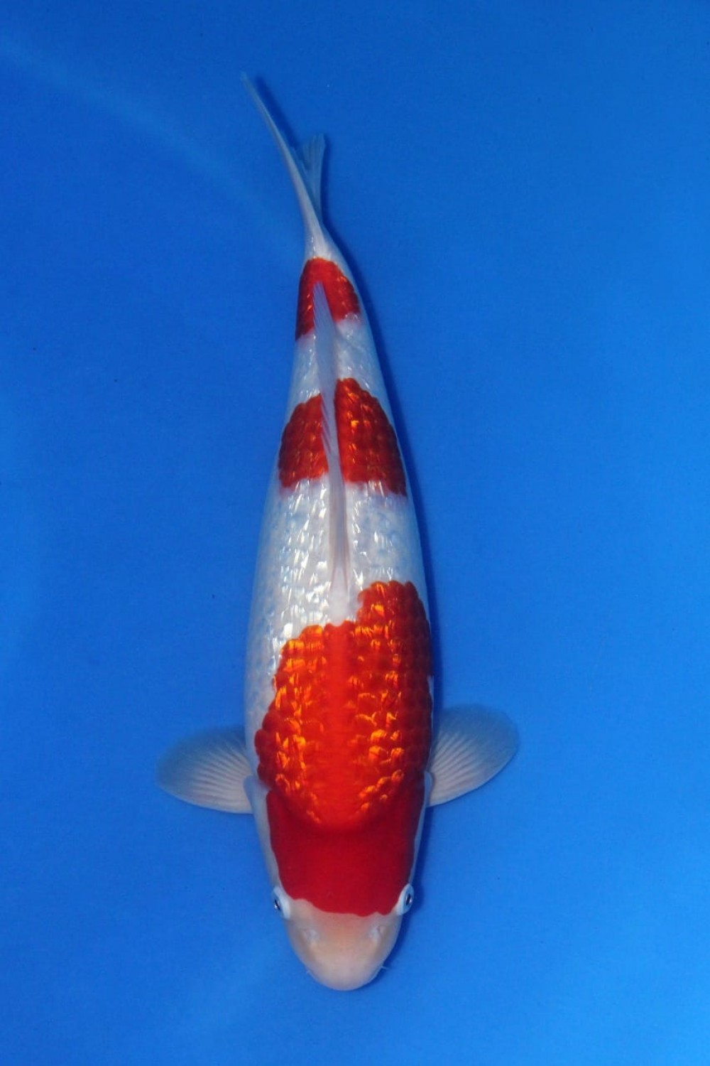 Juara 1