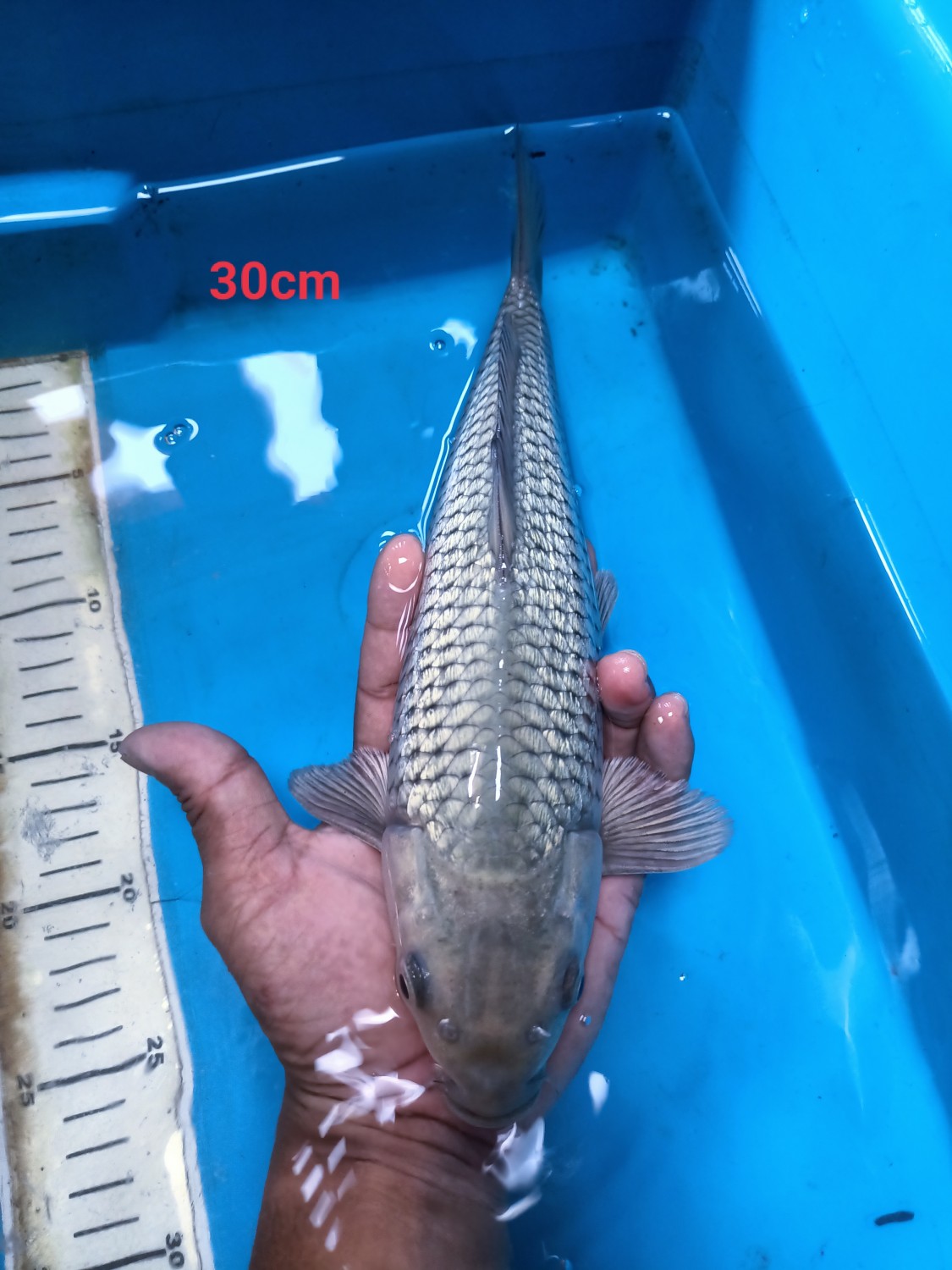 Juara 1
